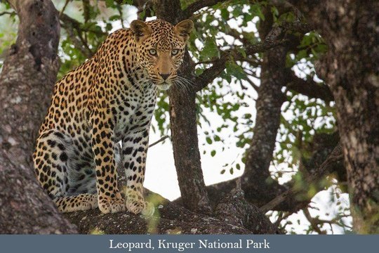 Leopard, Pretoriuskop