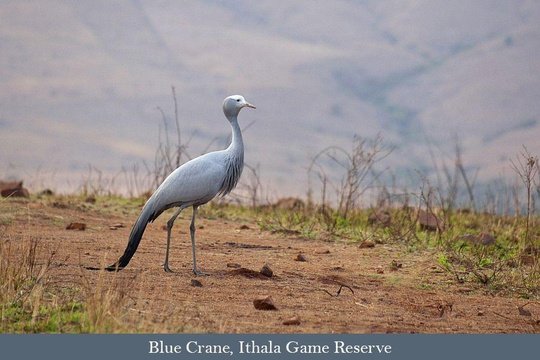 Blue Crane, Ithala Game Reserve