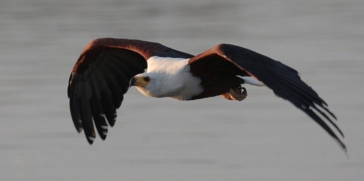 African Fish Eagle on the hunt. 