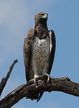 The mightly Martial Eagle. 