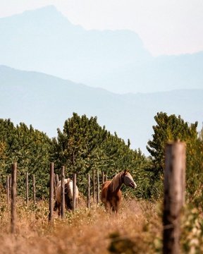 Tulbagh Horse Trails