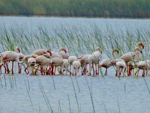 Lesser Flamingoes - Phoeniconaias minor - by Leigh-Ann Morrison