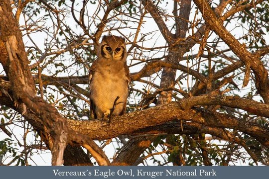 Verreauxs Eagle Owl, Kruger National Park