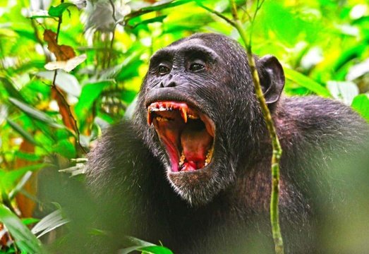 Uganda Primate Trekking Tours by MJ Safaris