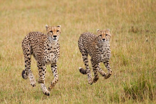 Cheetah mother takes her cub for a training run