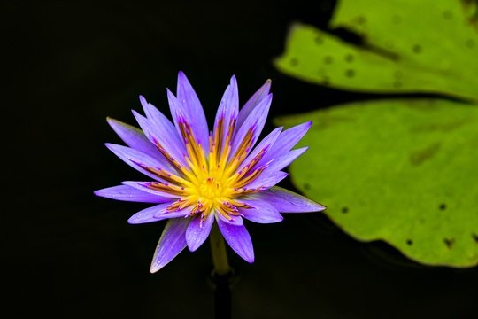 The purple flower of a water lily, Uganda
