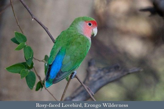 Rosy-faced Lovebird in the Erongo Conservancy