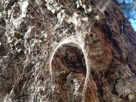 Hermit spider (Nephilengis cruentata) found in the Western Shores of iSimangaliso Wetland Park 