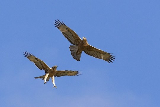Sub-adult African Hawk Eagles jostling in the sky. 