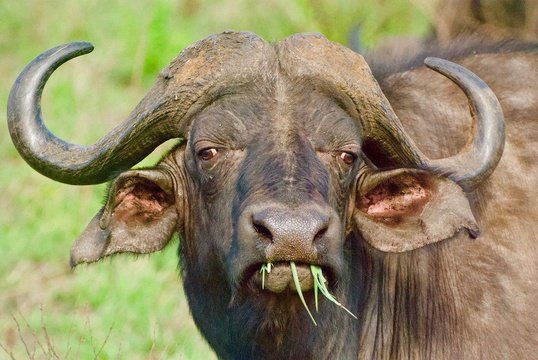 Majestic Buffalo enjoying some grass at Hluhluwe - iMfolozi  Park