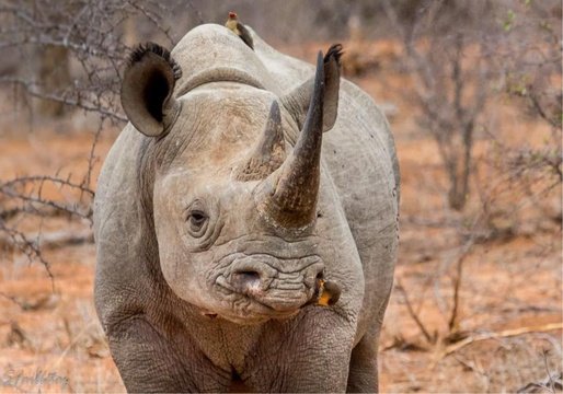 A rhino with a butterfly on its nose