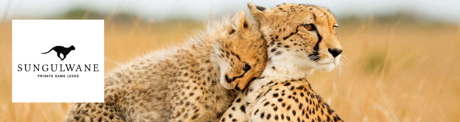 Cheetahs at Sungulwane Private Game Lodge | Big 5 Photographic Safari South Africa