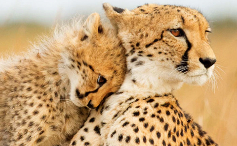 Cheetahs at Sungulwane Private Game Lodge | Big 5 Photographic Safari South Africa