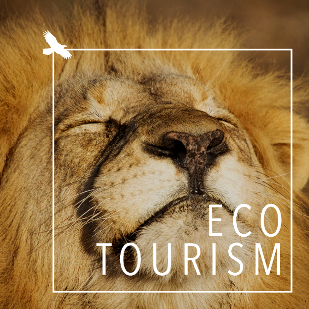 Ecotourism safari lodges experiences in South Africa Ecotourism safari lodges experiences in South Africa