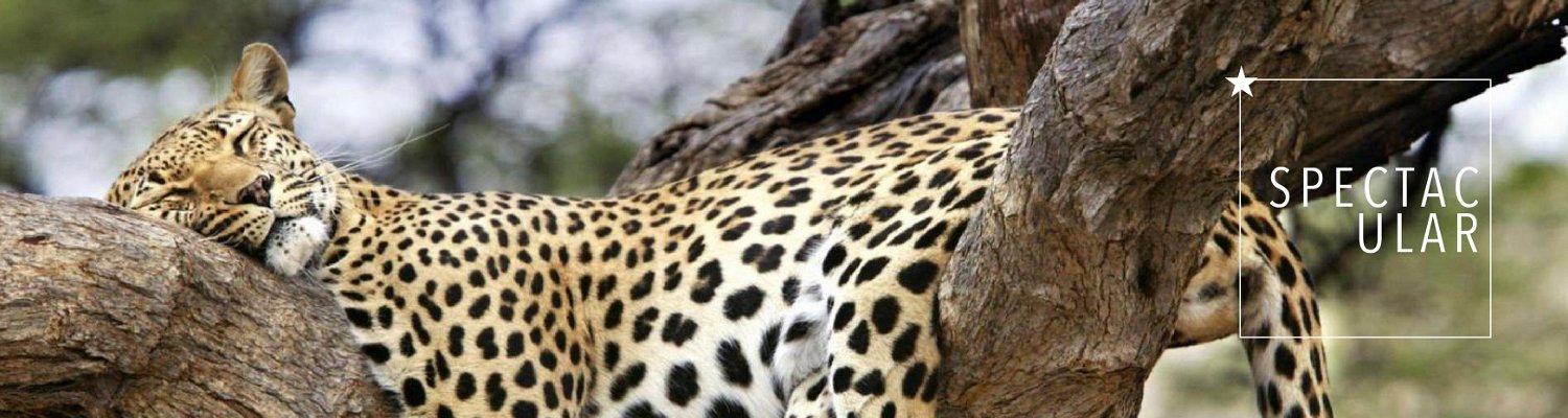 African Safari Collective | Safari and Game Lodges | South Africa
