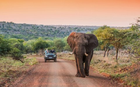 A family safari holiday game drive at Leopard Mountain Safari Lodge in KZN, South Africa.