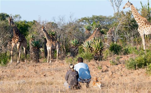 Adventure Travel & Tour Vacations | African Safari Collective | Safari and Game Lodges | South Africa