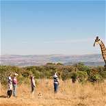 African Safari Collective | Regenerative Travel | Protecting Wildlife | Girraffe