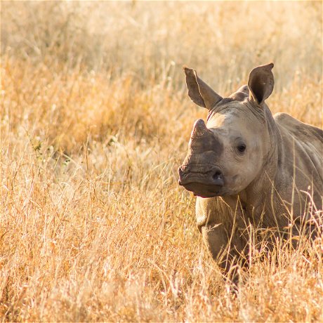 Leopard Mountain Zululand Rhino Orphanage Conservation Effort