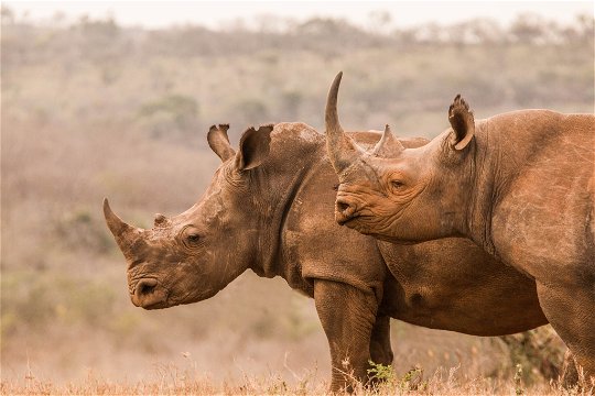 Wildlife Encounters, Rhino, Safari and Game Lodge South Africa