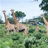 hluhluwe-imfolozi game reserve near lake st lucia for safari and game lodge stay