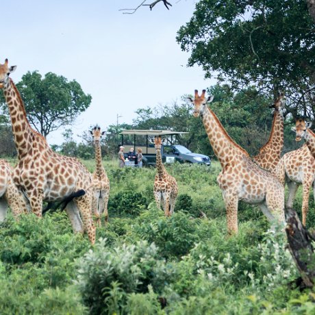 hluhluwe-imfolozi game reserve near lake st lucia for safari and game lodge stay