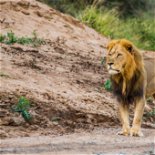 Wildlife Encounters, Lion, Safari and Game Lodge South Africa
