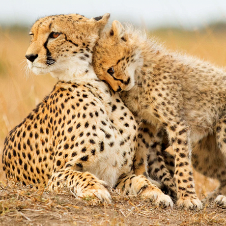 Cheetah and cub on safari at Sungulwane game lodge in KZN