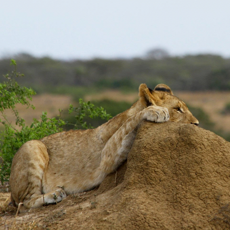 lioness on game drive at Sungulwane Safari Lodge KZN