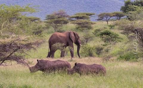 best of south african safari beach adventure family holidays