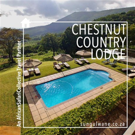CHESTNUT COUNTRY LODGE POOL VIEW | AFRICAN SAFARI COLLECTIVE | TRAVEL PARTNER | LUXURY SAFARI VACATION