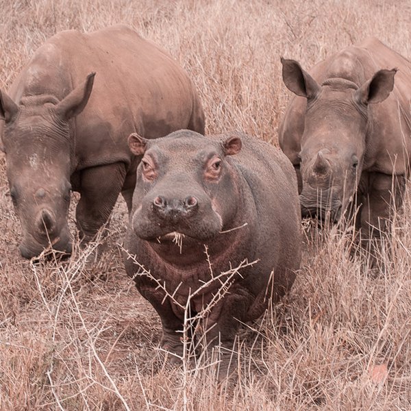 Two Rhinos and a Hippo at Zululand Rhino Orphanage supported by Leopard Mountain Lodge South Africa