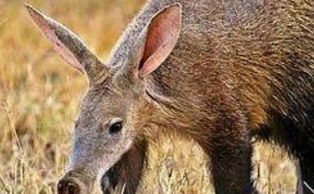 22 Days: Kgalagadi over Khoisan Karoo and West Coast, R62