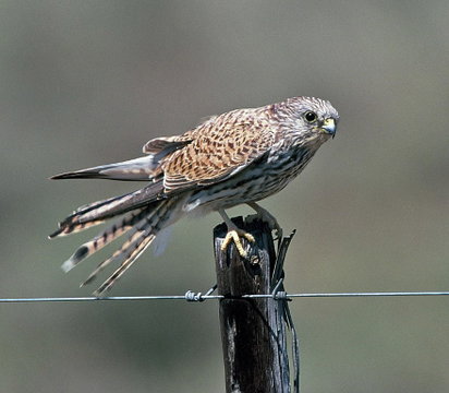 Lesser Kestrel Lesser Kestrel