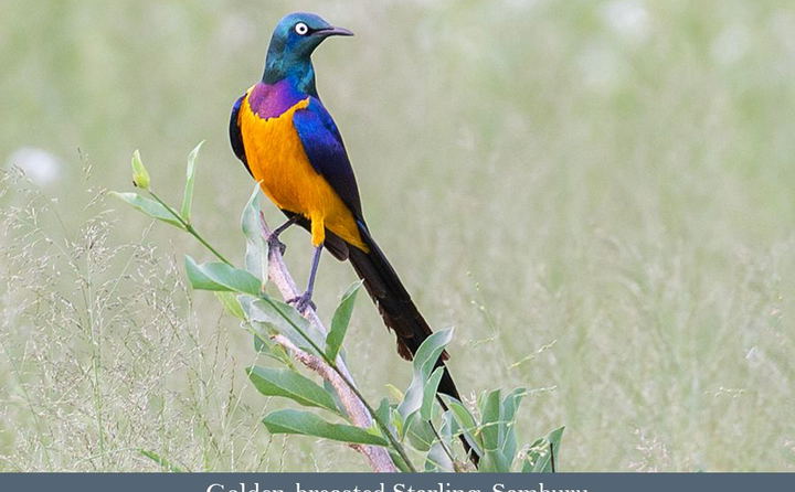 Golden-breasted Starling seen on a Kenya safari