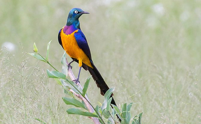 Golden-breasted Starling seen on a Kenya safari