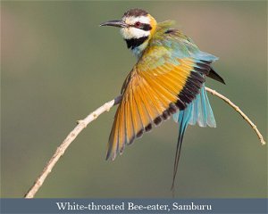 Birds & Wildlife of Kenya