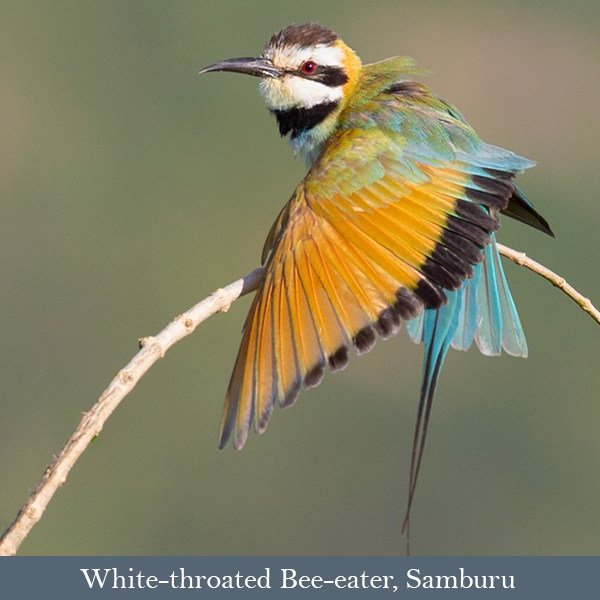 White-throated Bee-eater, Samburu