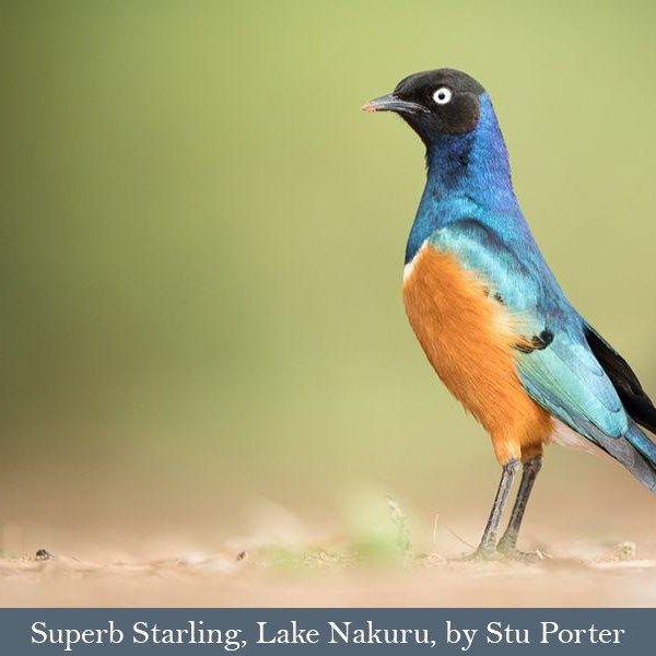 Superb Starling seen on a Kenya Birding Safari Superb Starling seen on a Kenya Birding Safari