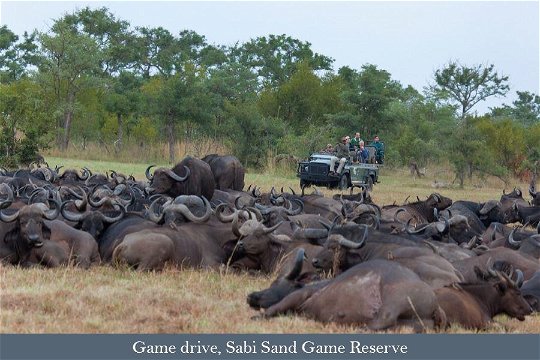 Sabi Sands safari vehicle and resting Buffalo herd