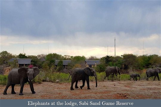 Elephants in front of Elephant Plains lodge