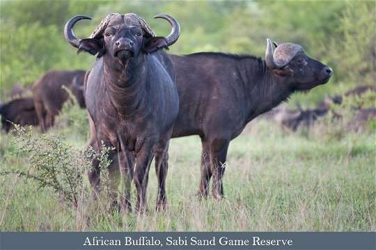 A pair of big Buffalo bulls