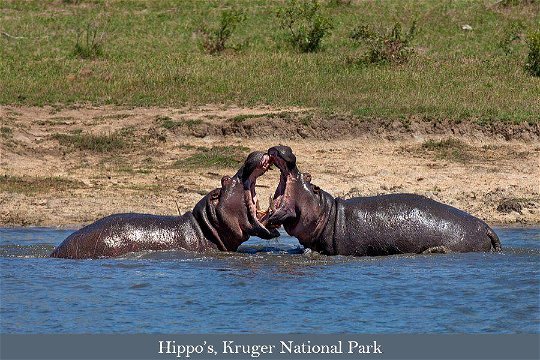 Hippo bulls fighting