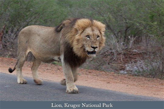 Male Lion on the road near Lower Sabie Rest Camp
