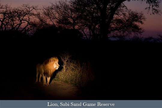 Lion on the move after dark
