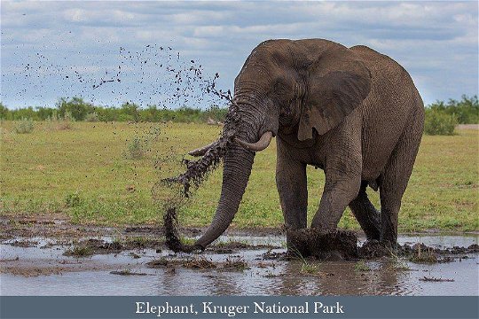 Elephant wallowing in mud, Kruger