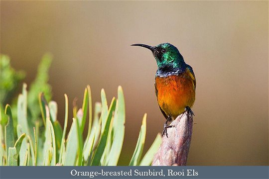 The endemic Orange-breasted Sunbird