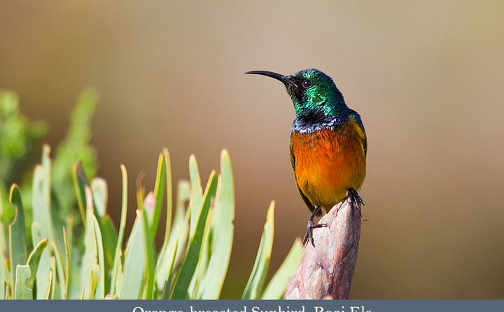 Birdwatching in the Cape, Orange-breasted Sunbird. 