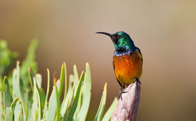 Birdwatching in the Cape, Orange-breasted Sunbird.