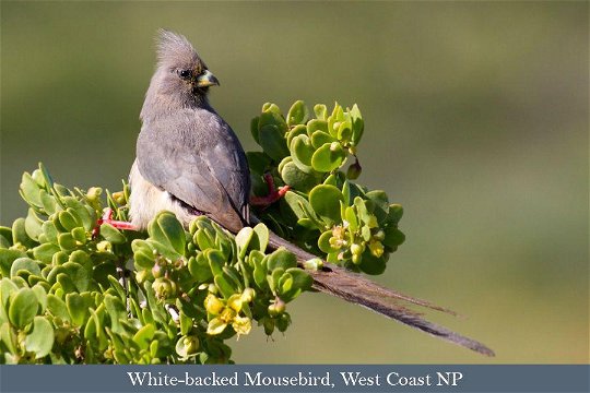 White-backed Mousebird, West Coast National Park